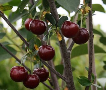 The best varieties of cherries for central Russia