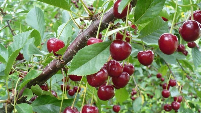 The best varieties of cherries for central Russia