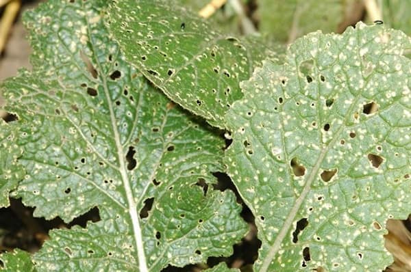 Growing and caring for turnips in open ground