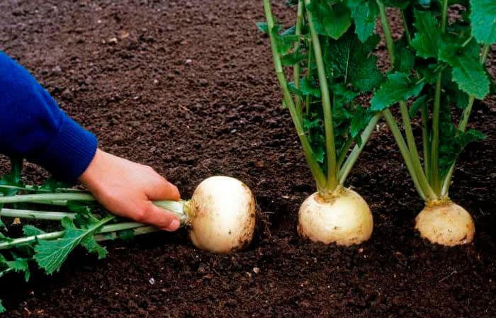 Cultivando e cuidando de nabos em terreno aberto