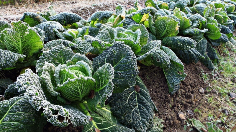 Descripción, cultivo, variedades populares de col de Saboya.