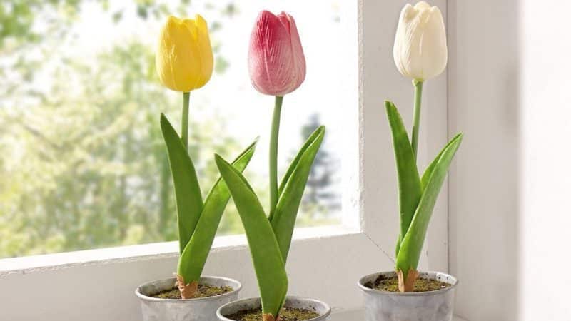 Cómo cultivar tulipanes en maceta en casa.