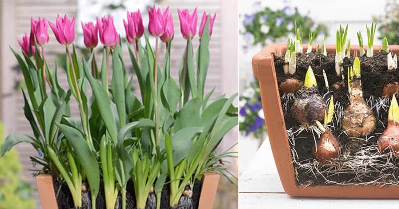 Comment faire pousser des tulipes en pot à la maison