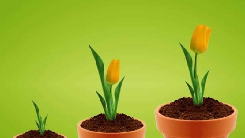 Cómo cultivar tulipanes en maceta en casa.