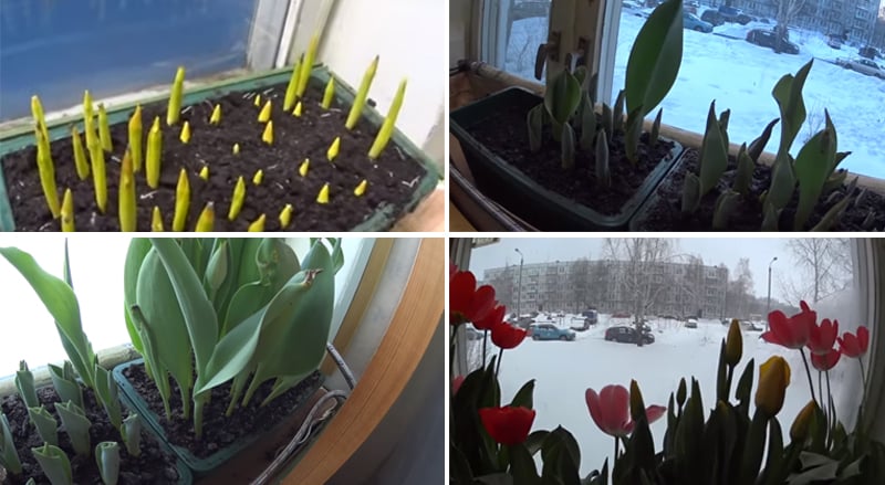 Jak pěstovat tulipány v květináči doma