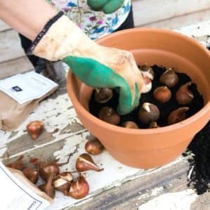 Cómo cultivar tulipanes en maceta en casa.