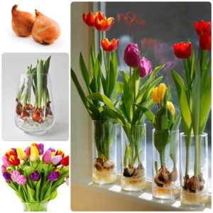 Comment faire pousser des tulipes en pot à la maison