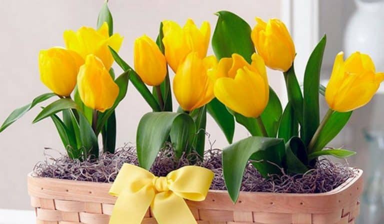 How to grow tulips in a pot at home