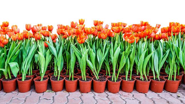 How to grow tulips in a pot at home