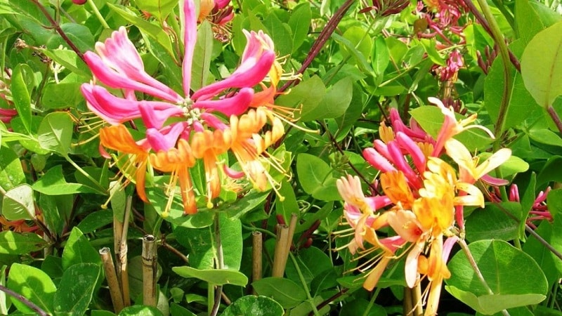 Honeysuckle Hekrota - beskrivelse og egenskaber