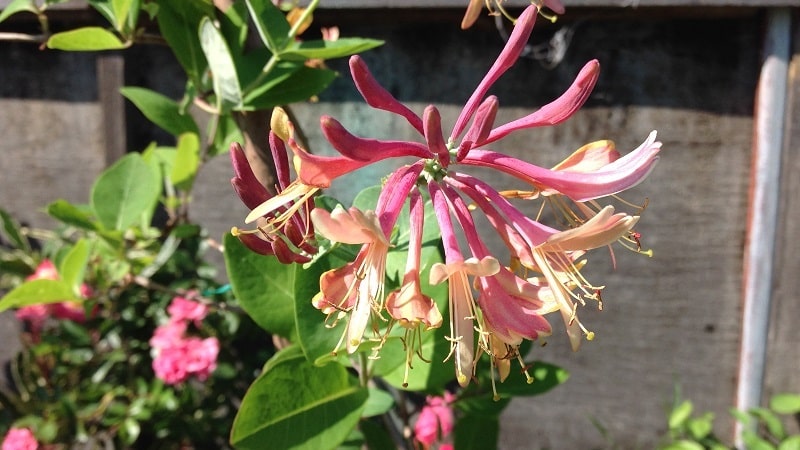 Honeysuckle Hekrota - opis in značilnosti