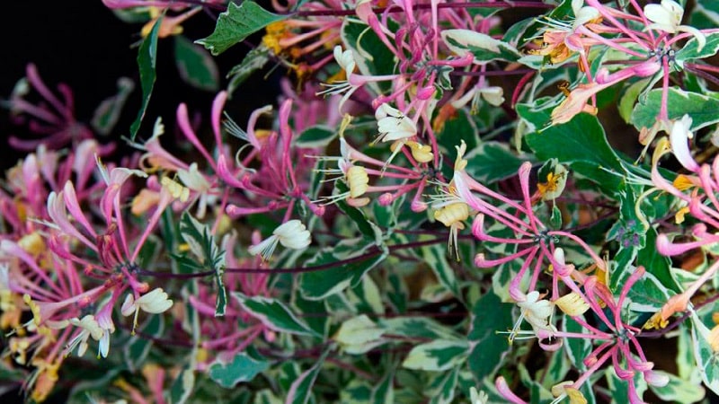 Honeysuckle Hekrota - opis in značilnosti