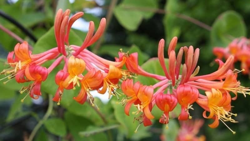 Honeysuckle Hekrota - description and characteristics