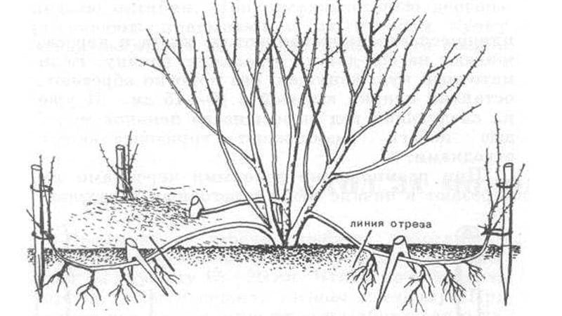 Honeysuckle Hekrota - description and characteristics