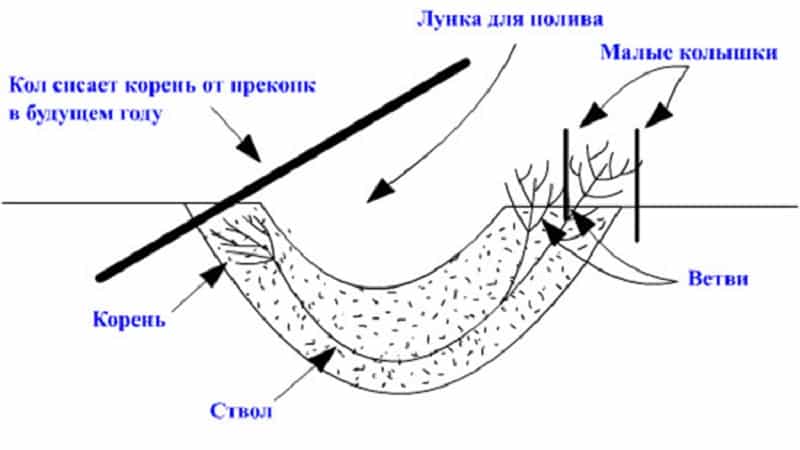 Zimolez Hekrota - popis a charakteristika