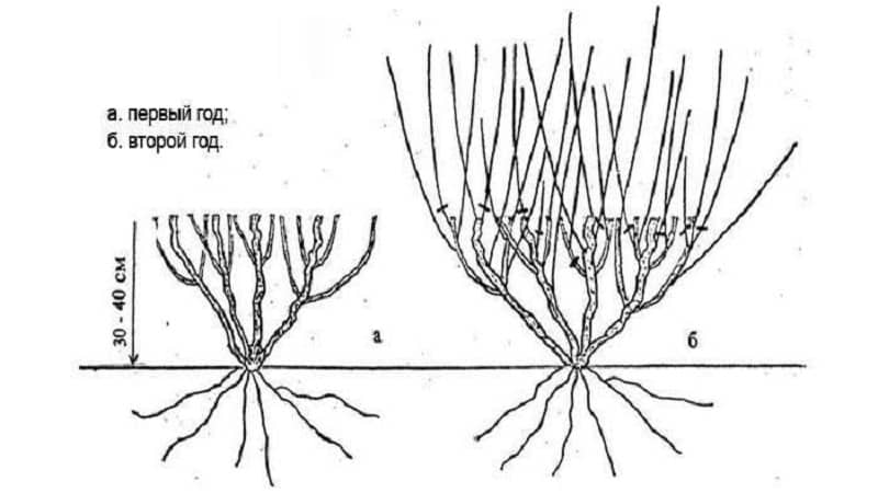 Honeysuckle Hekrota - description and characteristics