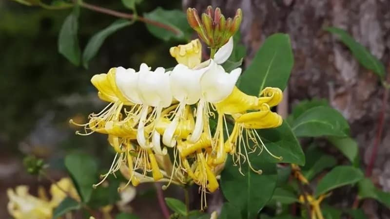 Honeysuckle honeysuckle (mabangong puno ng ubas): paglalarawan, mga pamamaraan ng pagpapalaganap, mga nuances ng pangangalaga