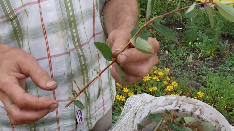 Lligabosc lligabosc (vinya fragant): descripció, mètodes de propagació, matisos de cura