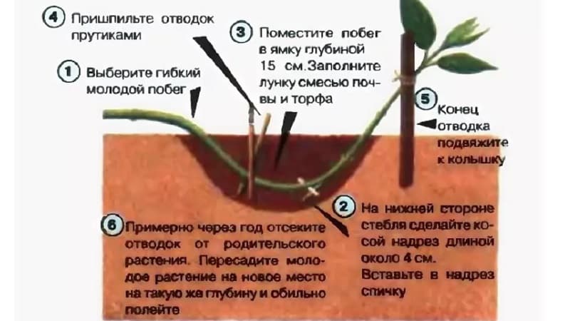 Lligabosc lligabosc (vinya fragant): descripció, mètodes de propagació, matisos de cura