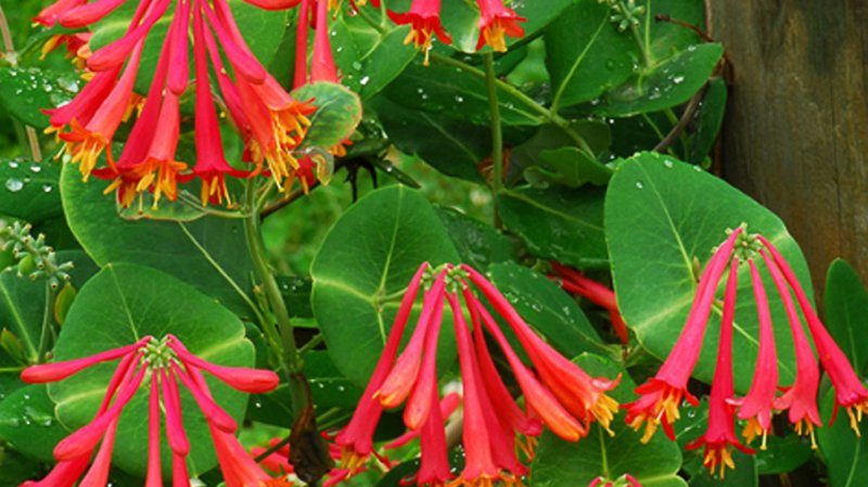 Beskrivelse, dyrkning og brug af Brown's Honeysuckle Dropmore Scarlet