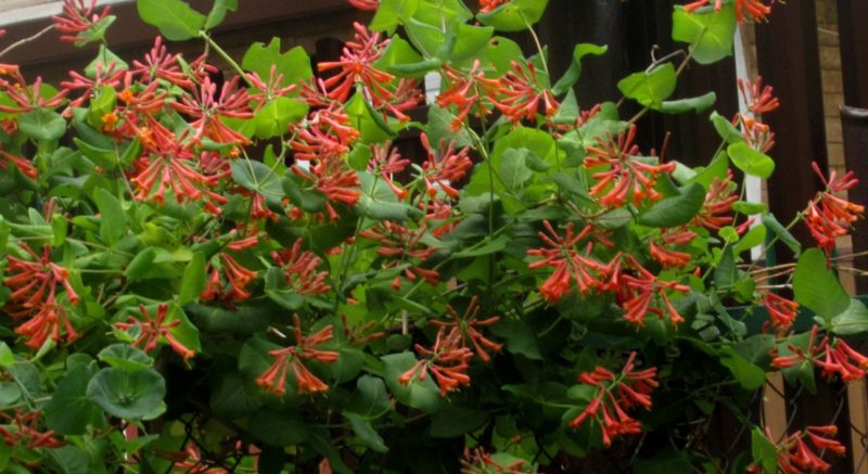 Beschreibung, Anbau und Verwendung von Brown's Honeysuckle Dropmore Scarlet