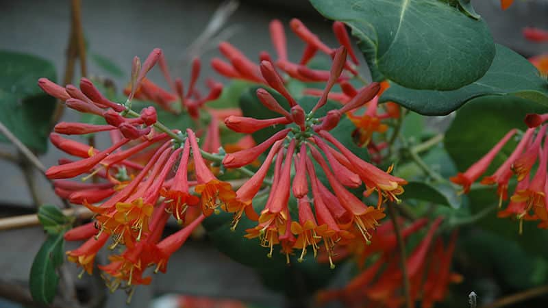 ลักษณะ การเพาะปลูก และการใช้ Brown's Honeysuckle Dropmore Scarlet