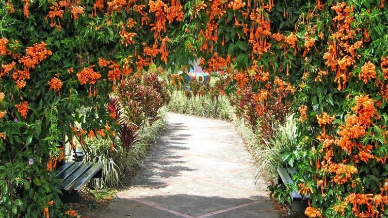 وصف وزراعة واستخدام نبات زهر العسل Brown's Honeysuckle Dropmore Scarlet