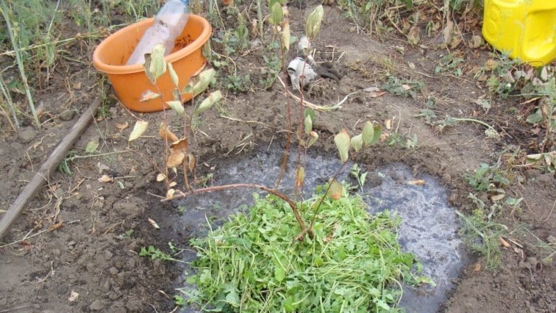 Piantare e prendersi cura del caprifoglio nella regione di Mosca