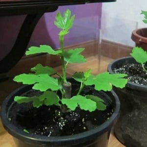 Instructions for growing figs at home from a seed or sprout