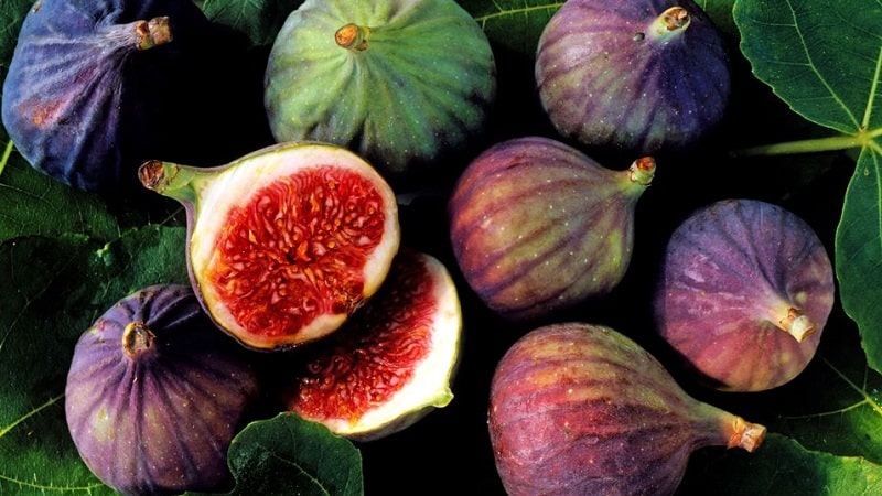 Instruccions per cultivar figues a casa a partir d'una llavor o un brot