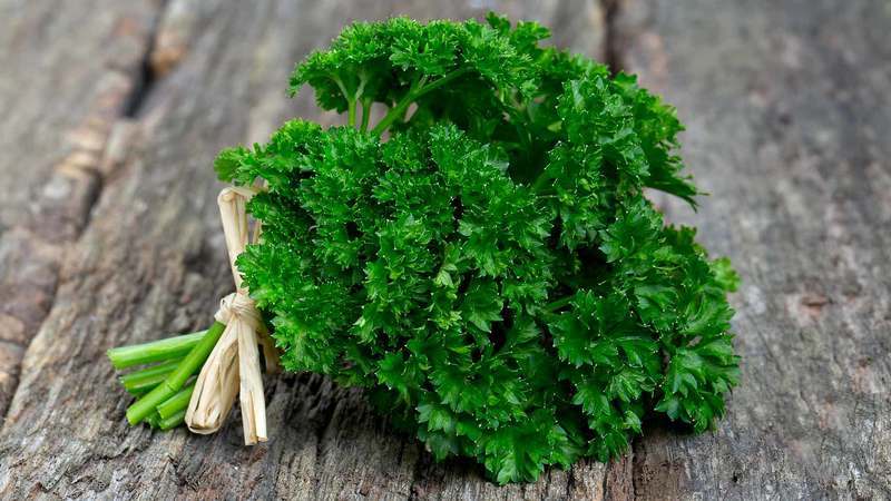 Parsley - penerangan, penanaman, foto