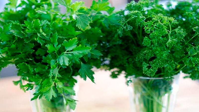 Parsley - penerangan, penanaman, foto