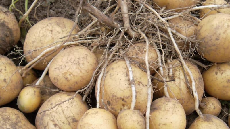 Què és una patata i a quina família pertany, descripció completa amb foto