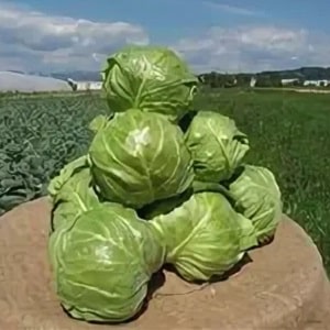 High-yielding cold-resistant cabbage hybrid Tobia f1