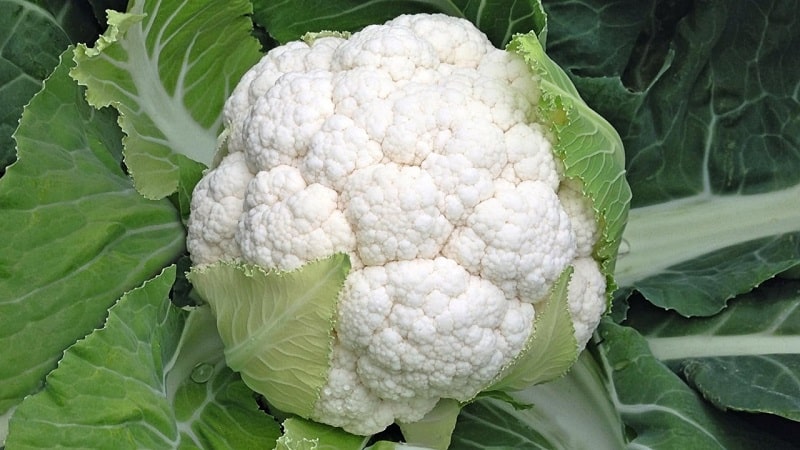 What is the best way to plant cauliflower: seedling and non-seedling methods