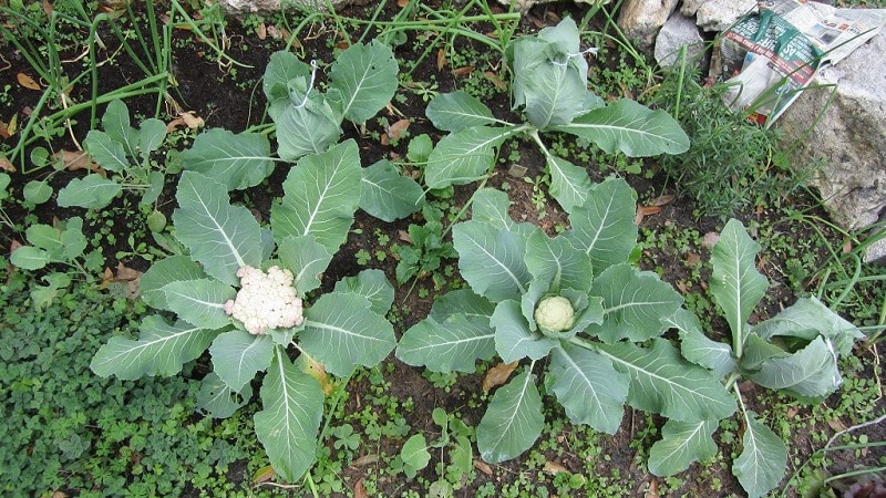 Wie pflanzt man Blumenkohl am besten an: Setzlings- und Nicht-Setzlingsmethoden