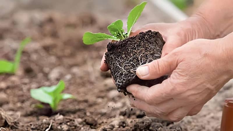 Hvad er den bedste måde at plante blomkål på: frøplante- og ikke-kimplantemetoder