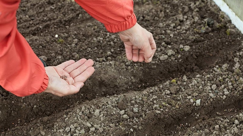 Wat is de beste manier om bloemkool te planten: zaailing- en niet-zaailingmethoden