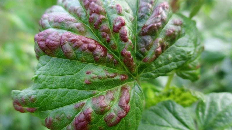 Why red spots appear on currant leaves and how to deal with them