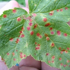 Why red spots appear on currant leaves and how to deal with them