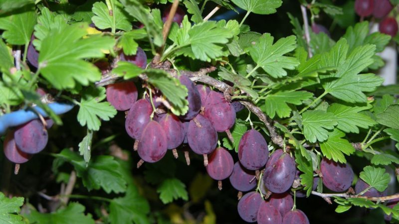 Mid-late thornless gooseberry variety Grushenka