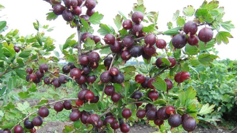 Mittelspäte dornenlose Stachelbeersorte Grushenka