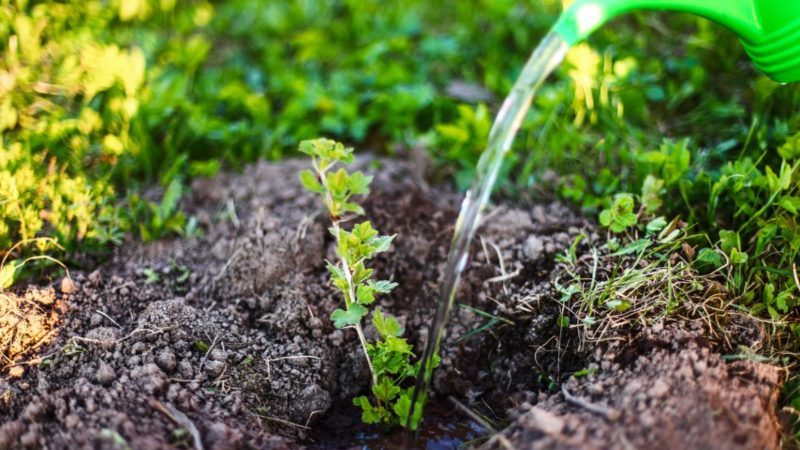 Mid-late thornless gooseberry variety Grushenka