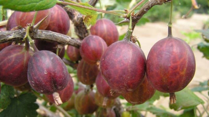 Varietà di uva spina a maturazione tardiva Dattero