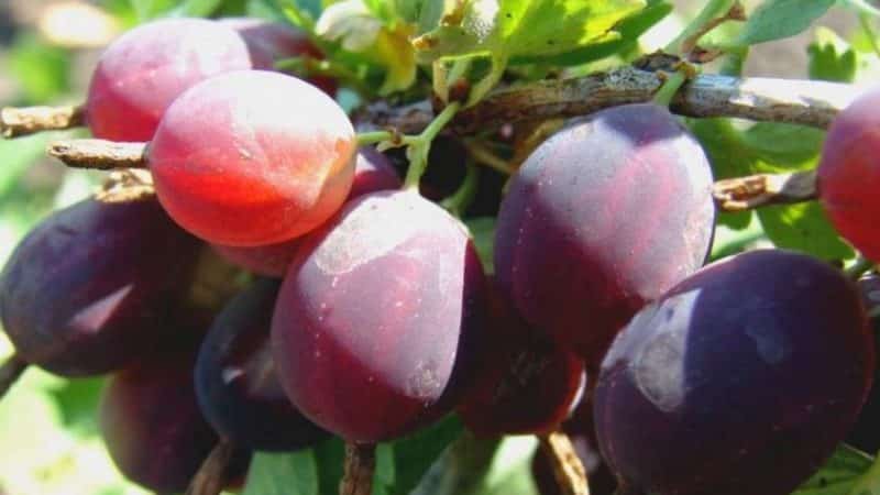 Late-ripening gooseberry variety Petsa