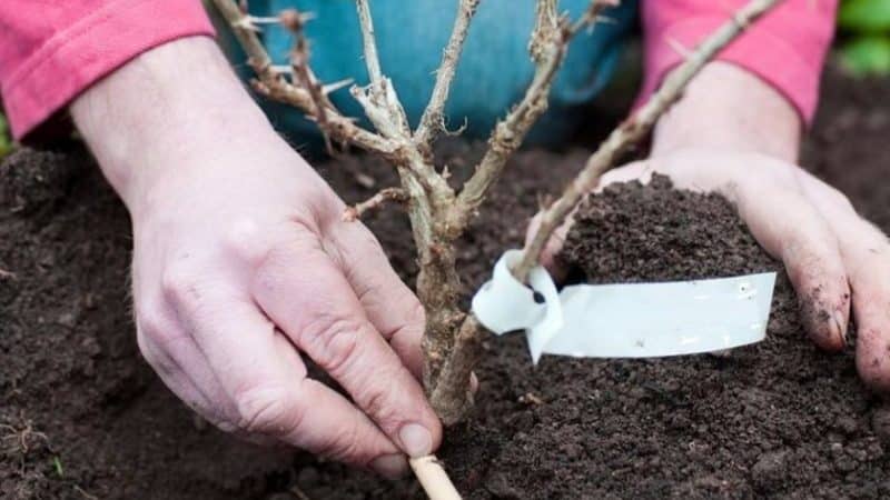 Pozdně dozrávající odrůda angreštu Date