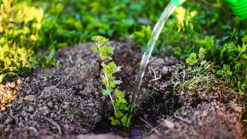 Varietà di uva spina a maturazione tardiva Dattero