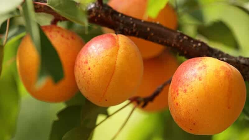 Apricot Sibiryak Baikalova: variety description, cultivation features, reviews