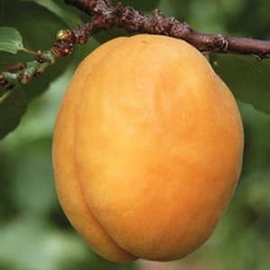 Apricot Sibiryak Baikalova: variety description, cultivation features, reviews