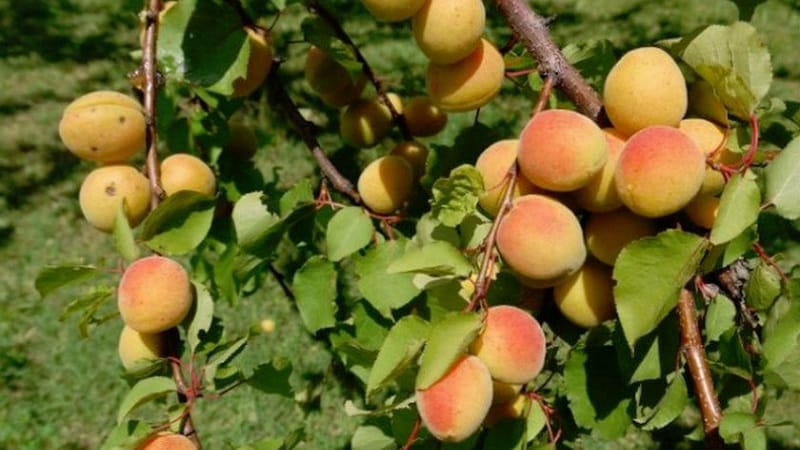 Apricot Sibiryak Baikalova: descrição da variedade, características de cultivo, comentários